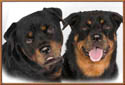 Pet Portraits Photographer