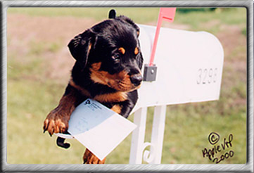 pet photography